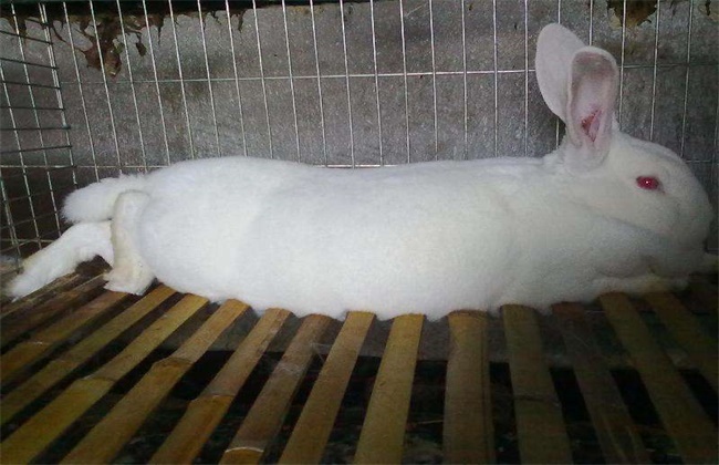 獭兔肉兔养殖技术之间的区别