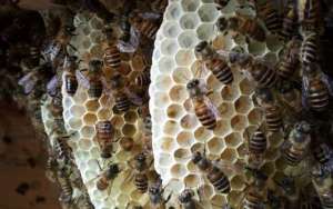 在农村养蜜蜂要花多少钱？_库百科养蜂养殖