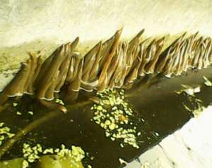 水蛭养殖池的消毒处理技术_库百科水蛭养殖