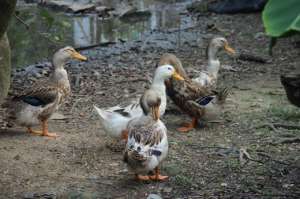 肉鸭常见的几种病毒性疾病_库百科养鸭