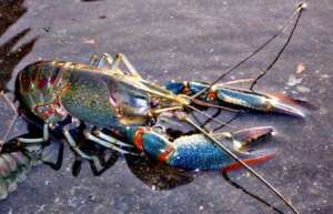 澳洲龙虾如何养 养殖技术介绍_库百科龙虾养殖