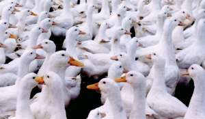 肉鸭养殖的必备条件是什么_库百科养鸭