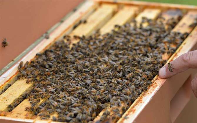 蜂胶有什么功效及用途？