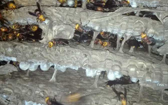 红娘胡蜂的毒性强吗？