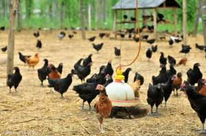 如何提高土鸡产蛋量_库百科土鸡养殖