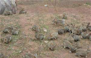 野兔养殖市场前景怎样_库百科兔子养殖