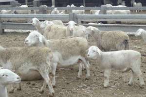 肉羊品种如何提高繁殖力？_库百科肉羊品种_库百科养羊