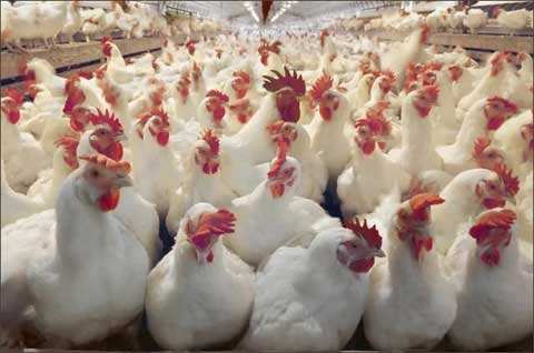 肉鸡养殖场疾病控制措施