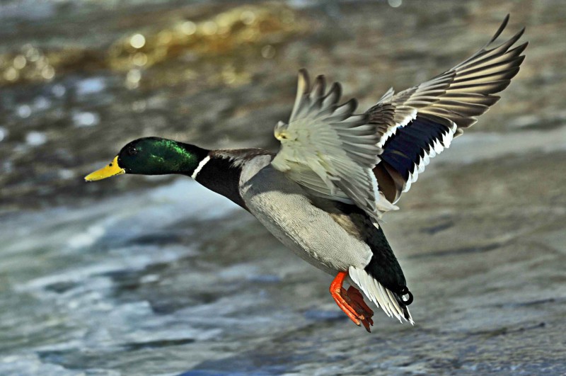 野鸭养殖方法：野鸭的管理和驯化