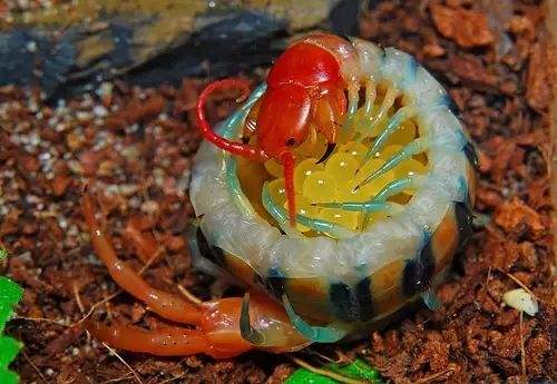 蜈蚣的产卵与孵化