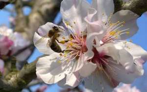 蜜蜂不酿蜜是什么原因？_库百科养蜂养殖
