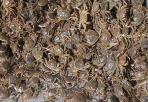 洪湖河蟹苗种一年两季淡水培育技术要点_库百科螃蟹养殖