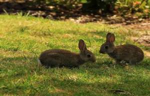 野兔价格野兔养殖前景_库百科兔子养殖