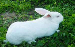 肉兔饲养的3大常见误区_库百科兔子养殖