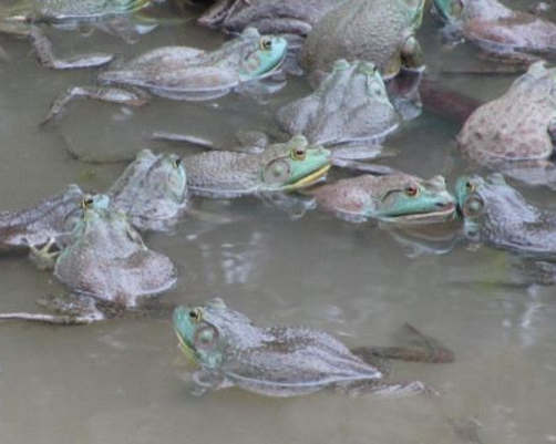 牛蛙的十二种做法