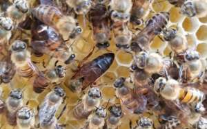 蜜蜂春季怎么繁殖最快？_库百科养蜂养殖