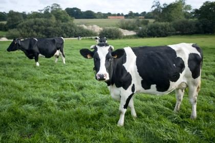 奶牛饲料配方:一头奶牛能产多少钱