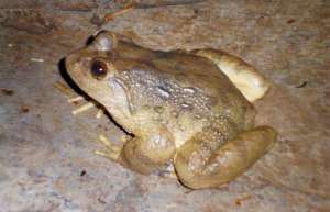 牛蛙吃什么食物 牛蛙的饲养_库百科牛蛙养殖