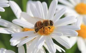 蜜蜂采的是花蜜还是花粉？_库百科养蜂养殖