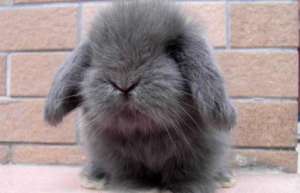 英国垂耳兔多少钱一只-_库百科兔子养殖