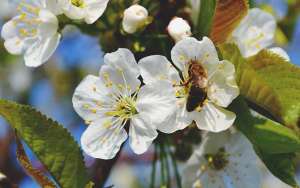 被蜜蜂蛰消肿的最快方法_库百科养蜂养殖