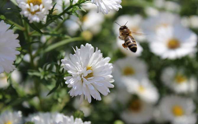 蜂毒真的能治类风湿吗？