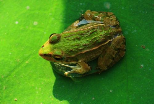 青蛙黑斑蛙歪头病案例解析_库百科青蛙养殖