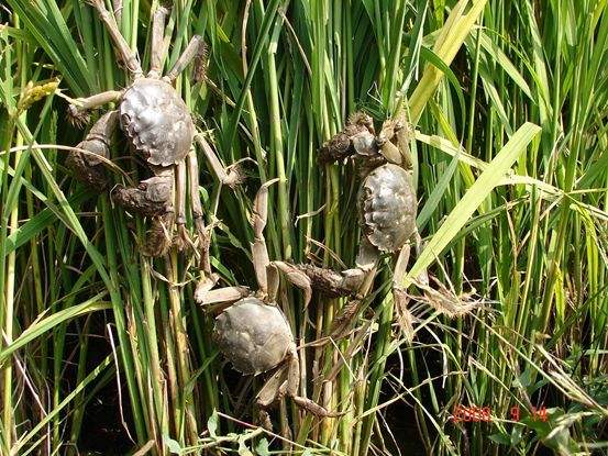 河蟹稻田养殖性早熟如何控制？