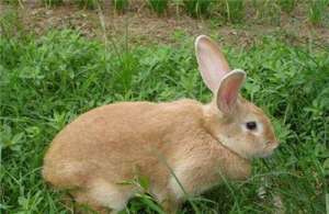 养殖野兔的市场前景_库百科兔子养殖