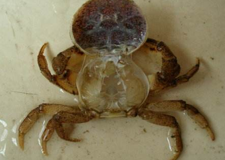 螃蟹脱壳过程都有哪些？