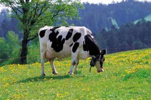 奶牛真胃溃疡基本的临床症状与治疗方法_库百科养牛