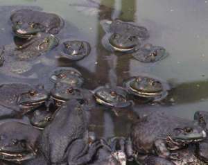 牛蛙的十二种做法_库百科牛蛙养殖