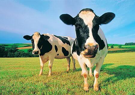 如何做好高产奶牛的乳房护理工作