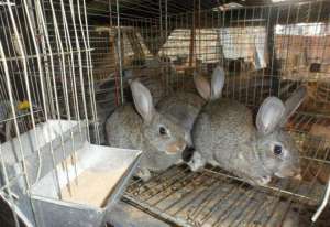人工养殖的獭兔怎么提高毛皮质量？_库百科兔子养殖