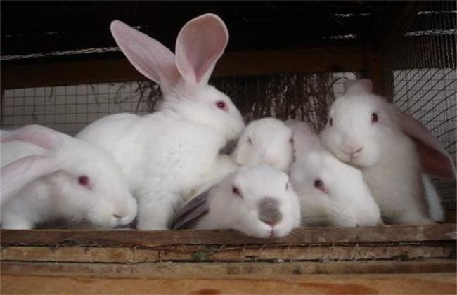 宠物兔养殖场建设要求
