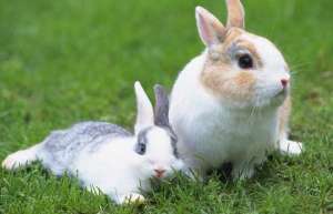 獭兔养殖：獭兔养殖技术详解_库百科兔子养殖