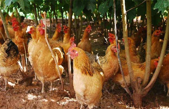 五大散养土鸡养殖技术要点 实用且促生产