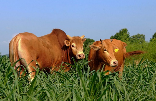 黄牛高产养殖技术