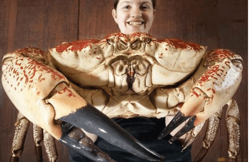 世界上最重的螃蟹，澳洲皇帝蟹体重72斤 