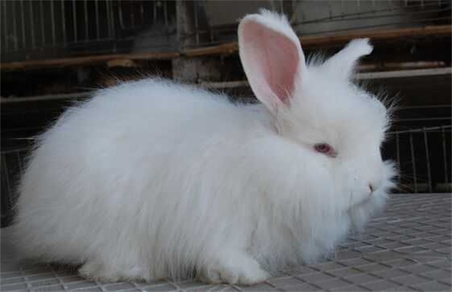 长毛兔拔毛价格是多少？长毛兔拔毛方法是什么？