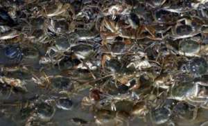 河蟹池塘pH值出现异常的原因与调节的方法_库百科螃蟹养殖
