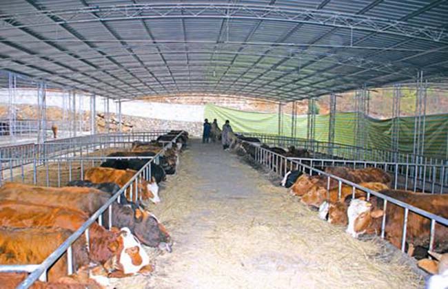 肉牛养殖场的基地建设 教你如何建好养牛场