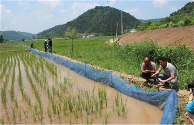 稻田养殖泥鳅技术