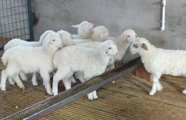 规模化羊场常见水质处理方法