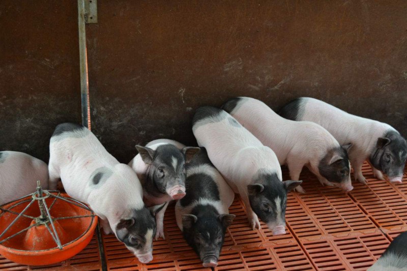 香猪养殖成本及风险分析
