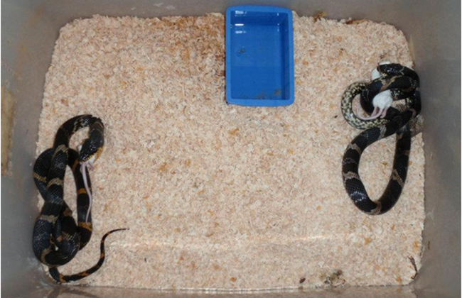 黑蛇的养殖技术