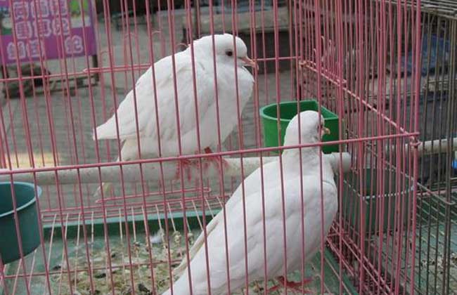 白斑鸠与白鸽子的区别