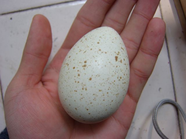 火鸡种蛋如何孵化