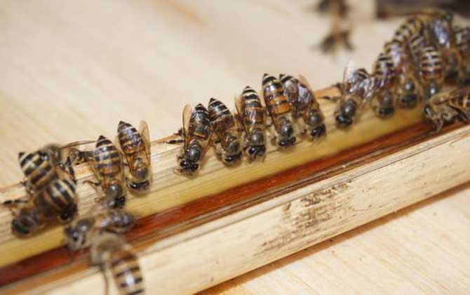 蜜蜂冲群是什么原因？