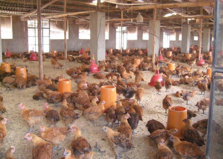 肉鸡养殖产量低该怎么办